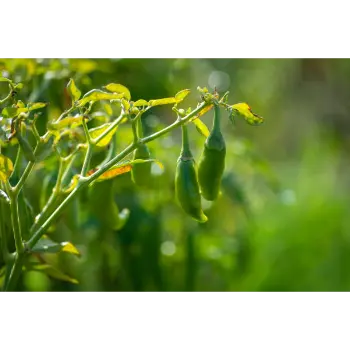 green chilli (12)-6727241-66368.webp